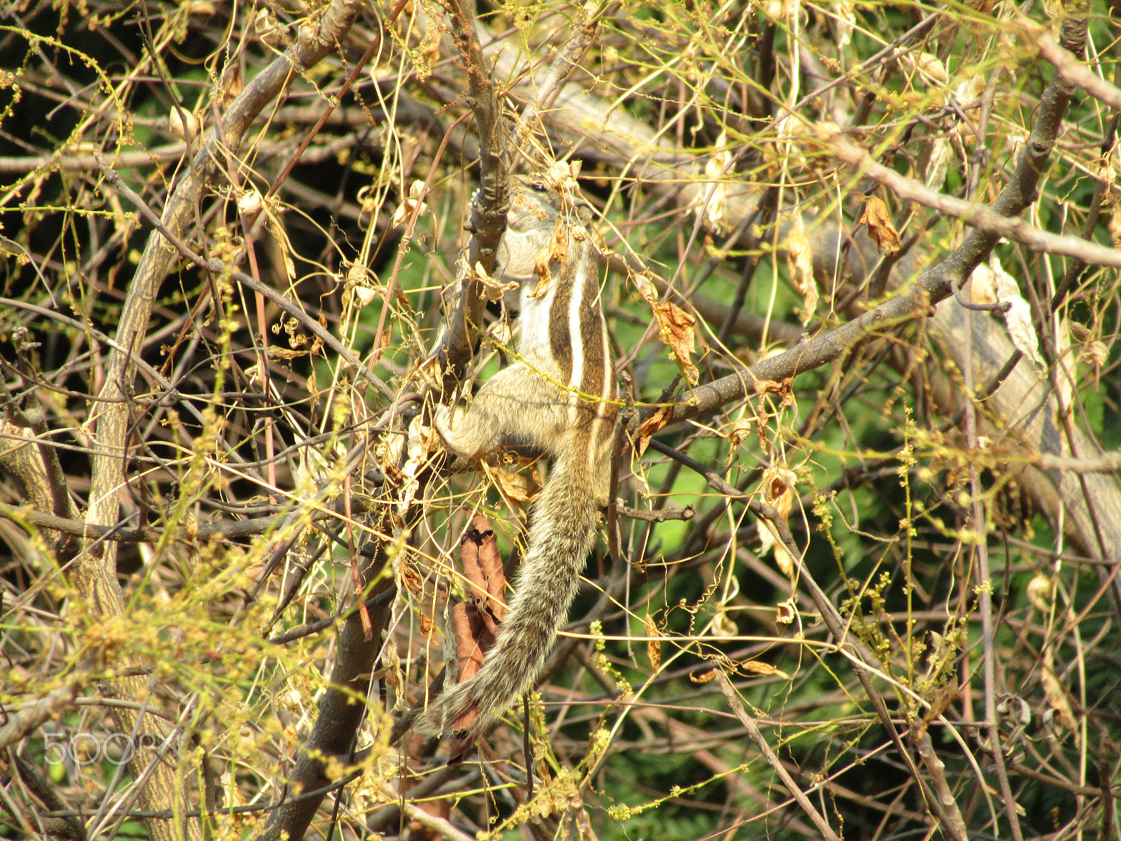 Canon POWERSHOT SX430 IS sample photo. Img nature photography