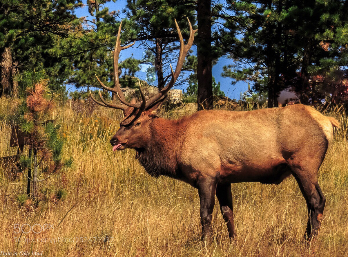 Canon PowerShot SX50 HS sample photo. Rmnp 2014  photography