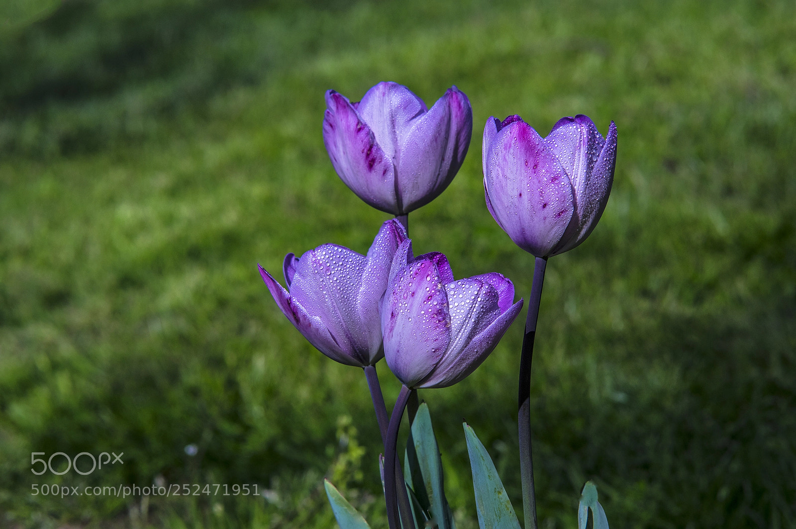Pentax K-3 II sample photo. Quartet elegance photography