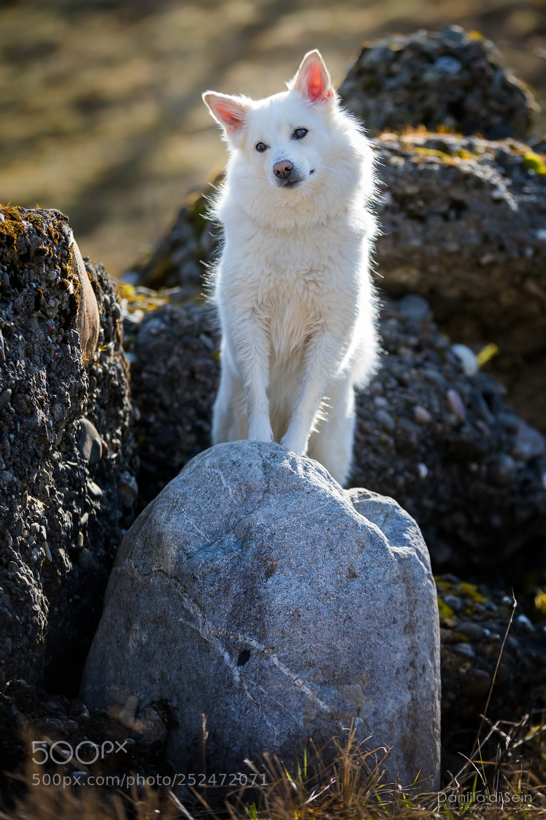 Canon EOS 5D Mark IV sample photo. Queen of stones photography