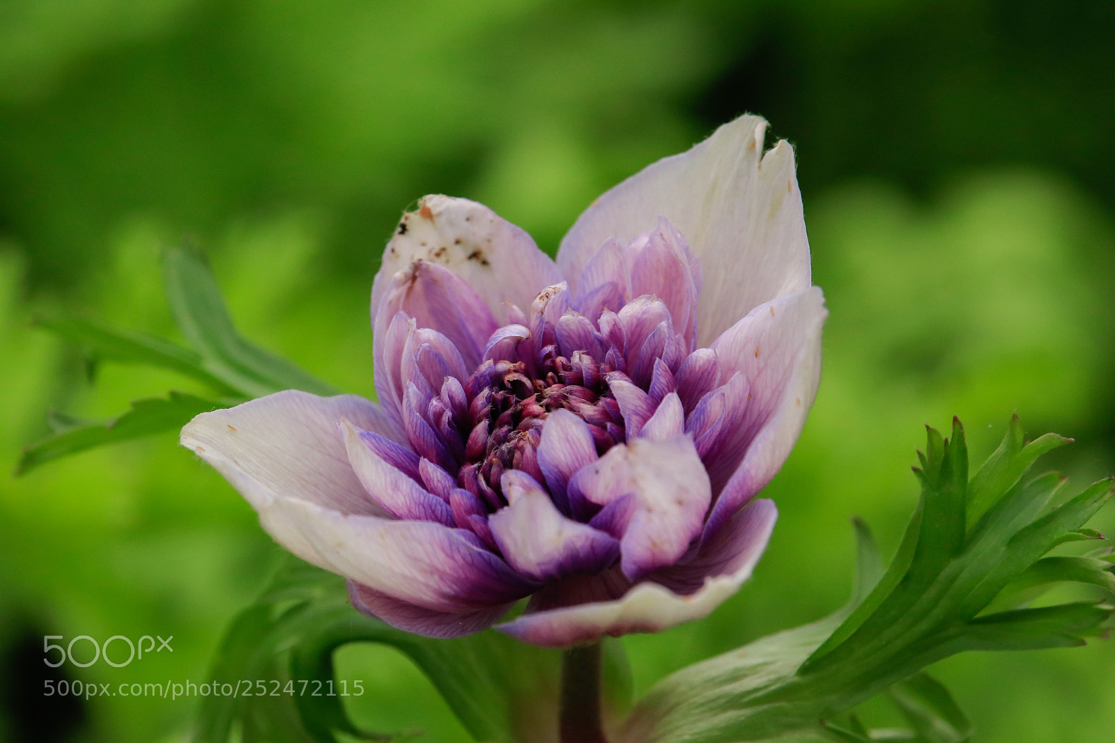 Canon EOS 80D sample photo. Spring bloom photography