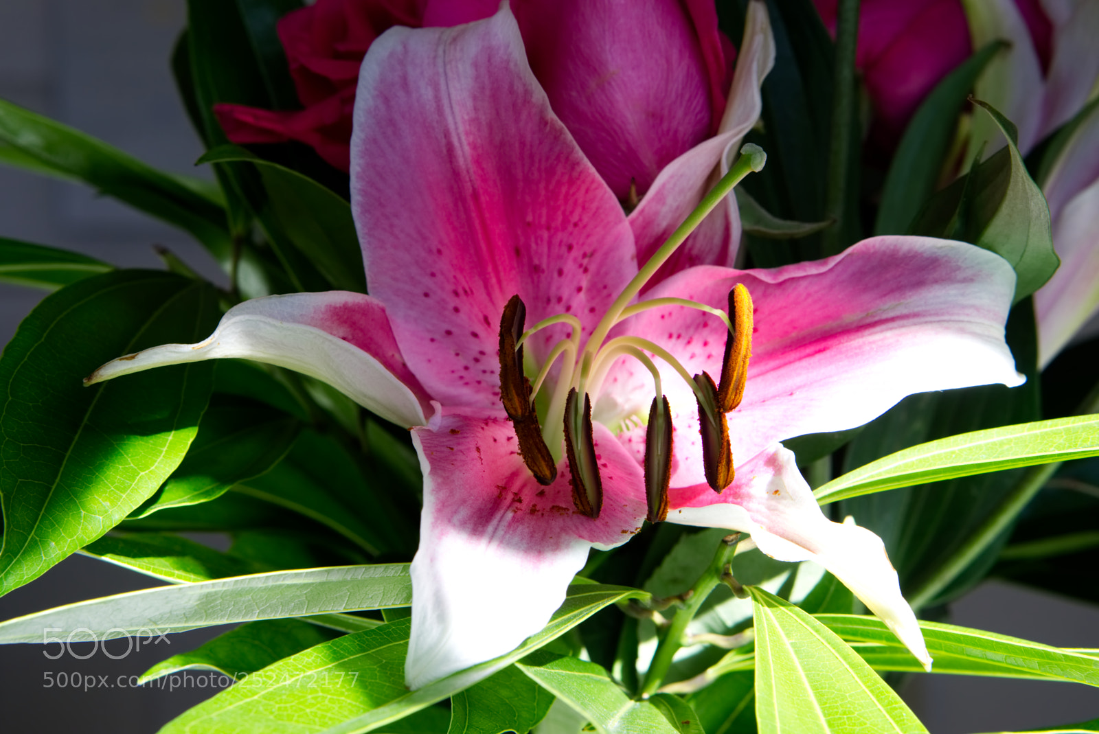 Sony a6000 sample photo. Lily 1 photography