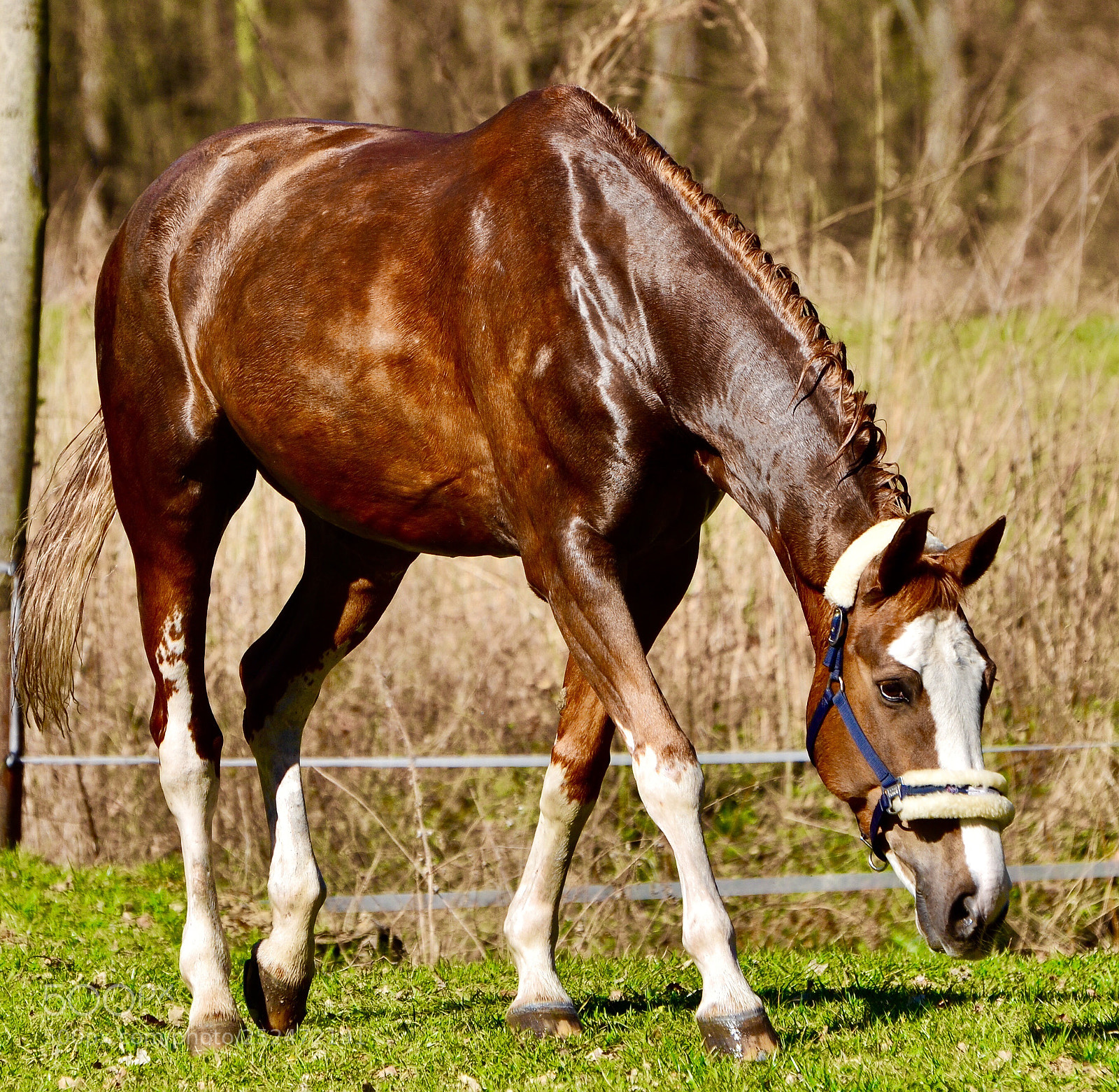 Nikon D5100 sample photo. Horse photography