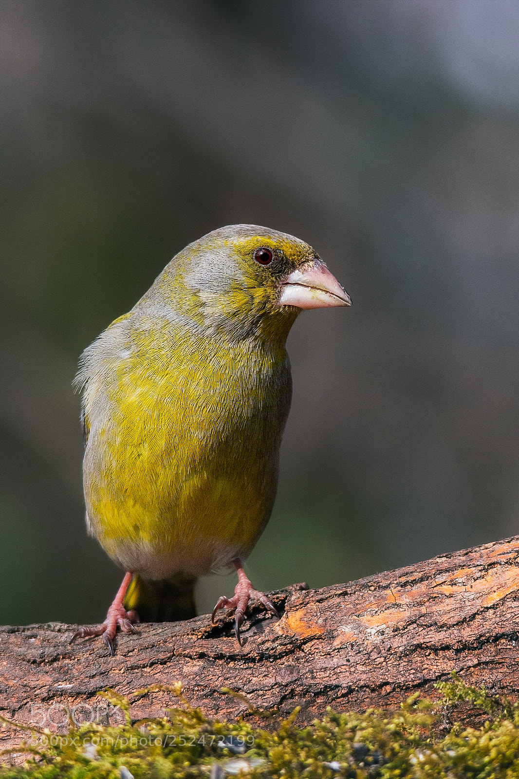 Canon EOS 70D sample photo. Carduelis chloris photography