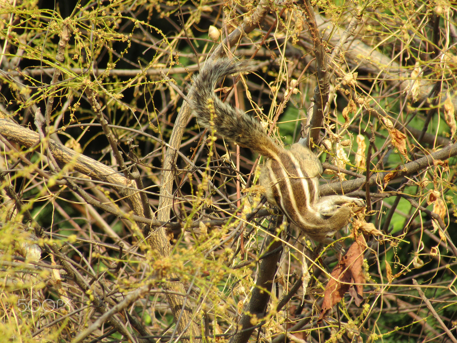Canon POWERSHOT SX430 IS sample photo. Img nature photography