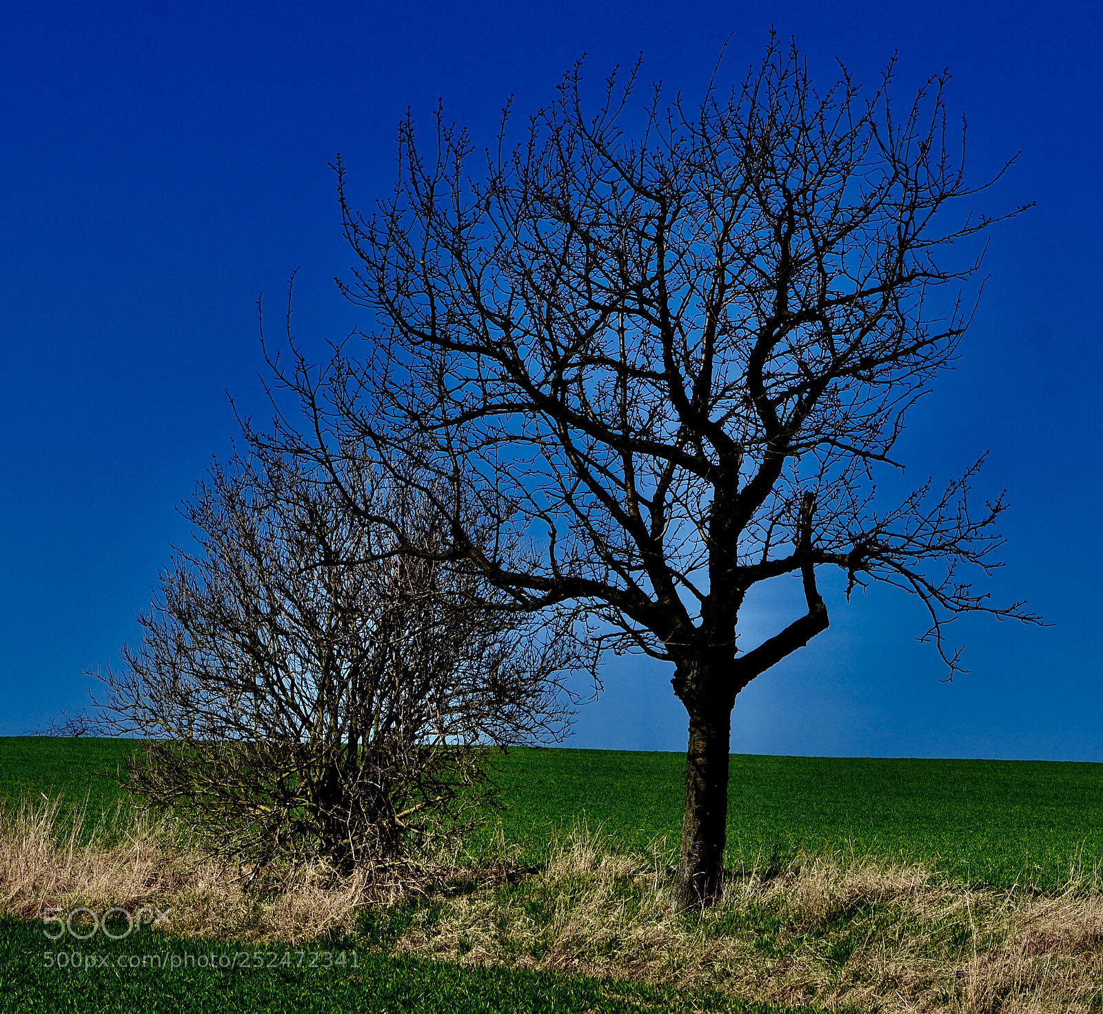 Nikon D5100 sample photo. Tree and shrub photography