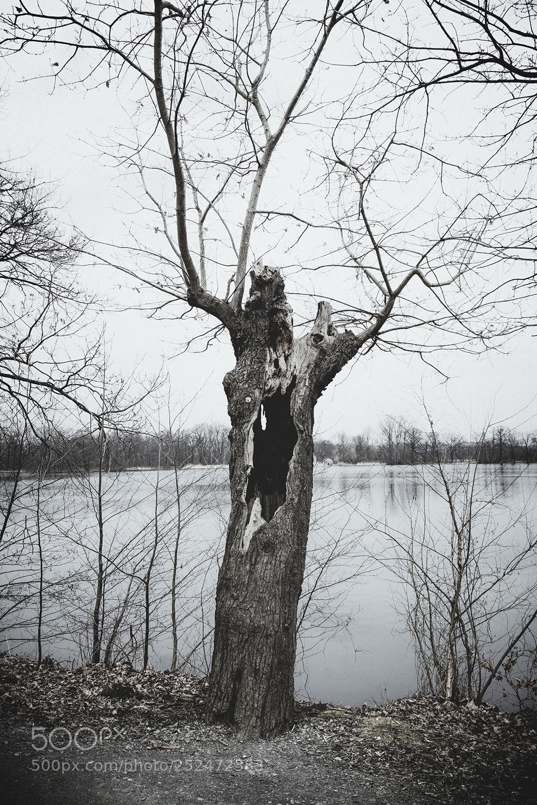 Canon EOS 6D sample photo. Scary tree photography