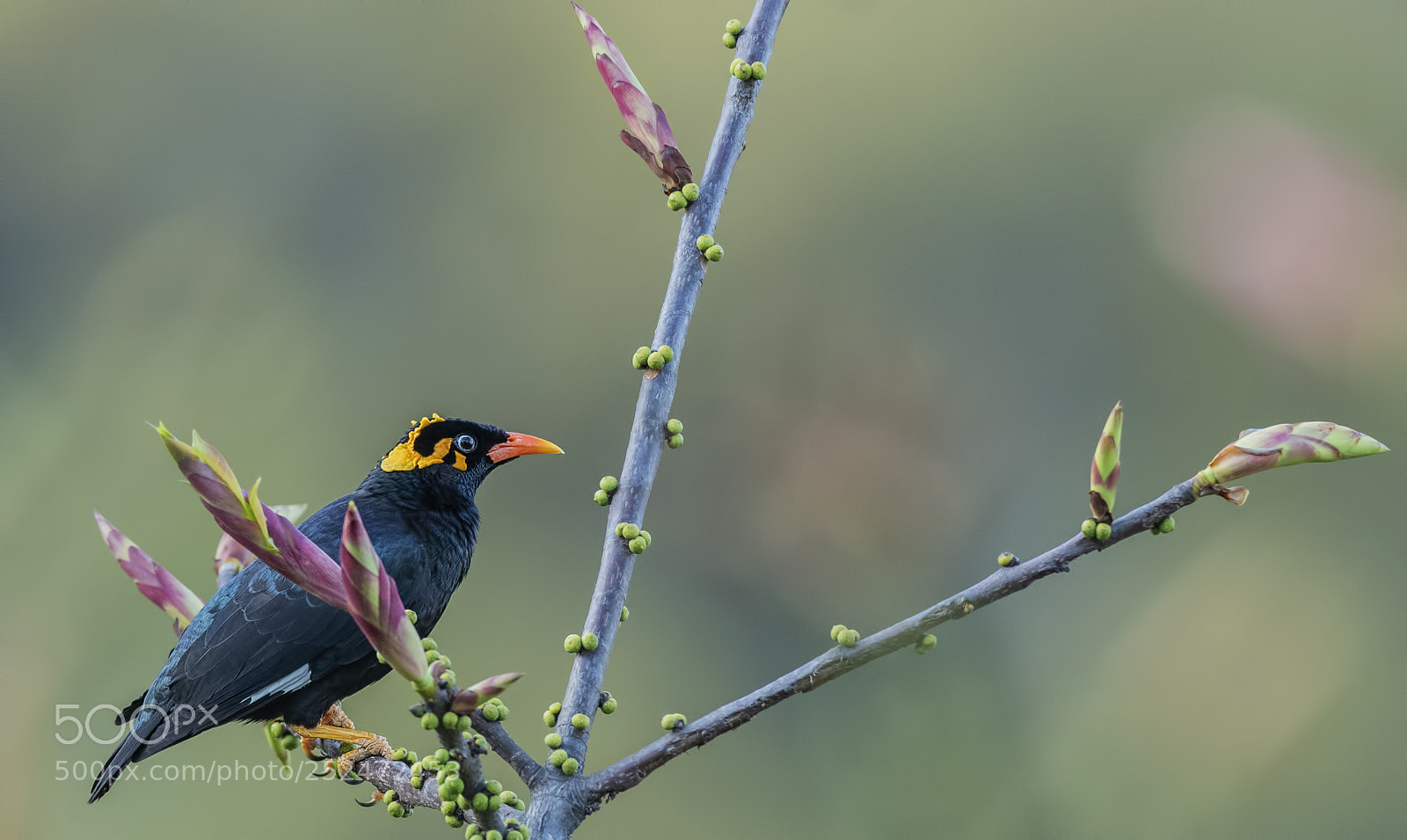Nikon D850 sample photo. Hill myna photography