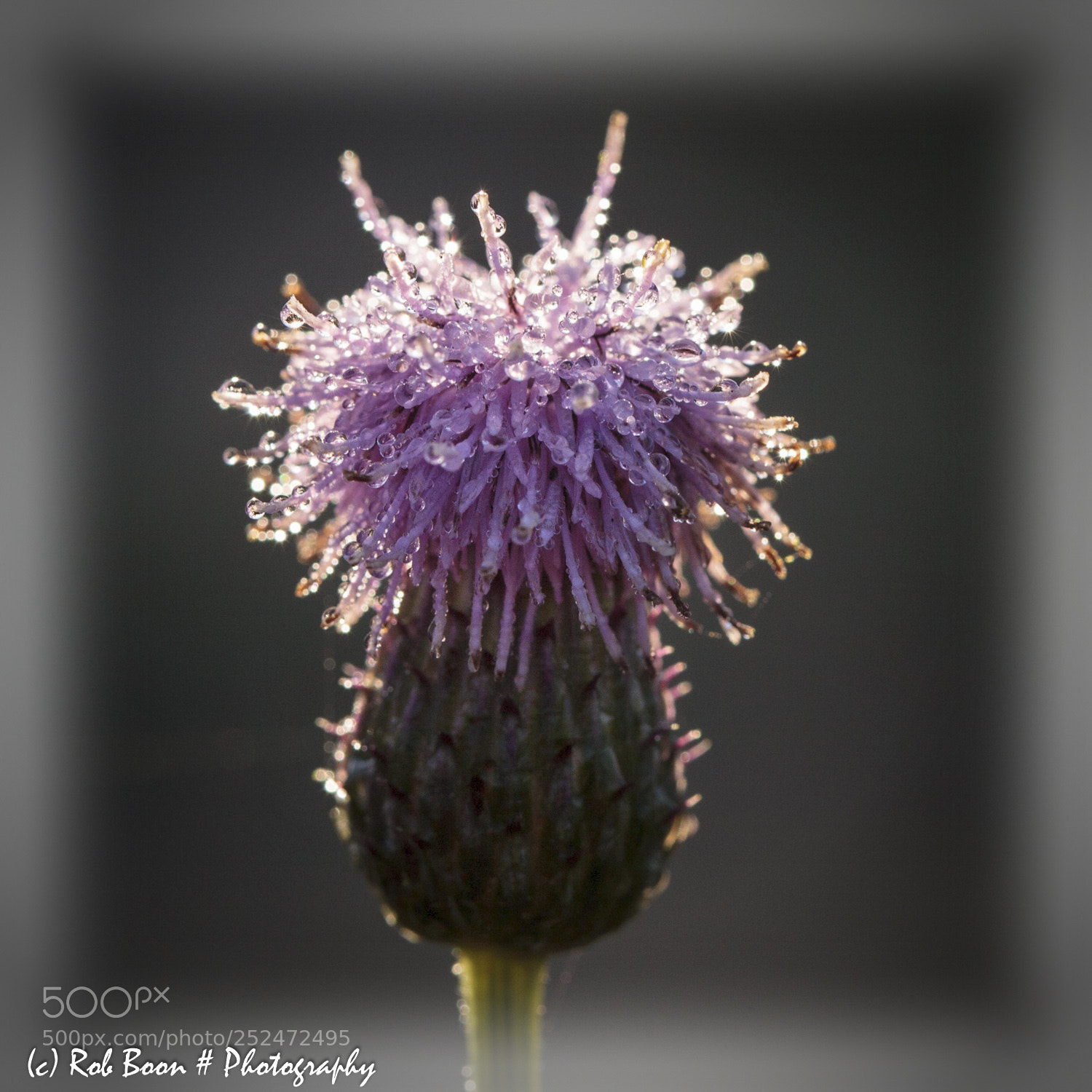 Canon EOS 5D Mark II sample photo. Thistle 2 photography