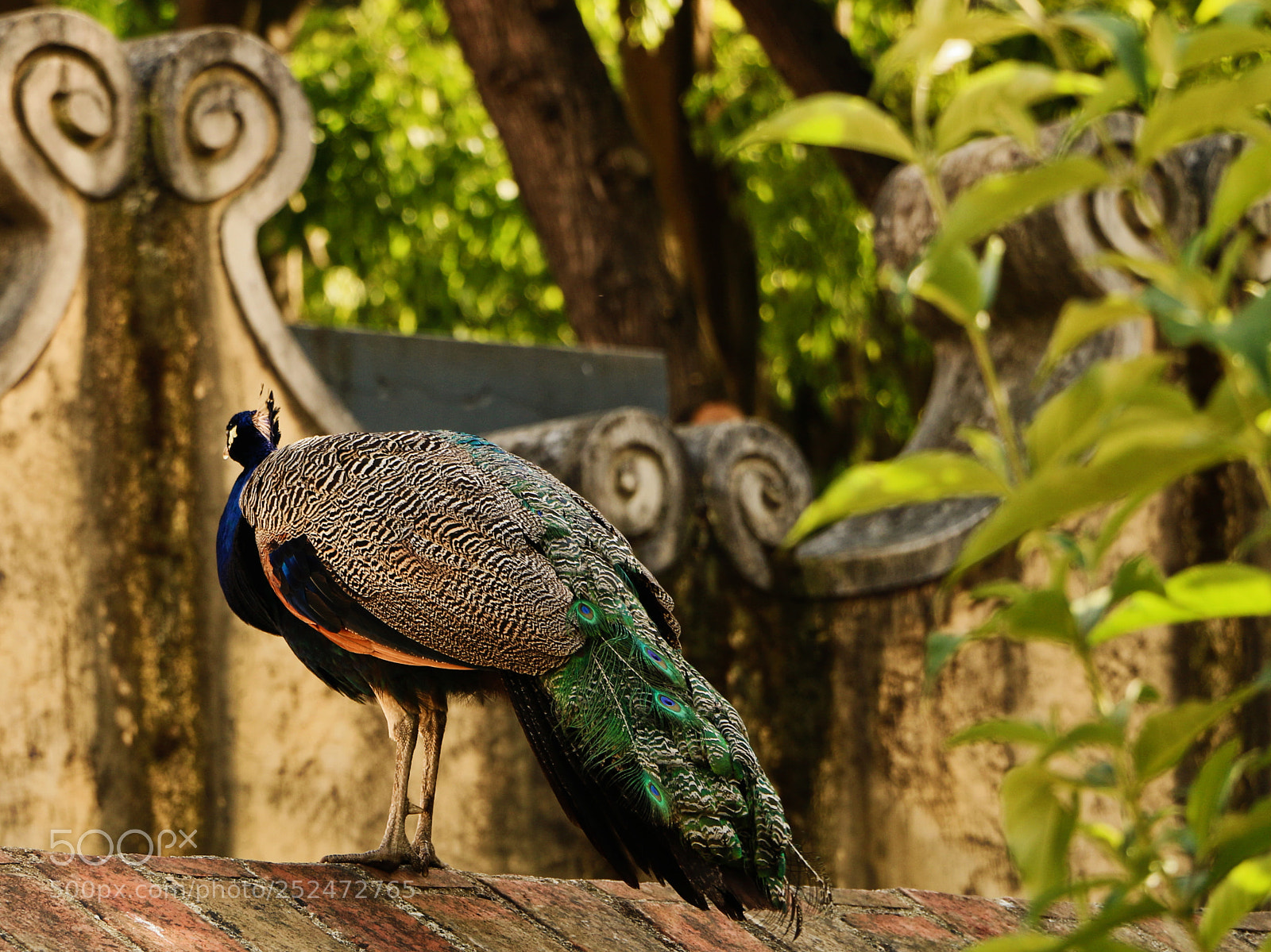Canon EOS 70D sample photo. The back of the photography