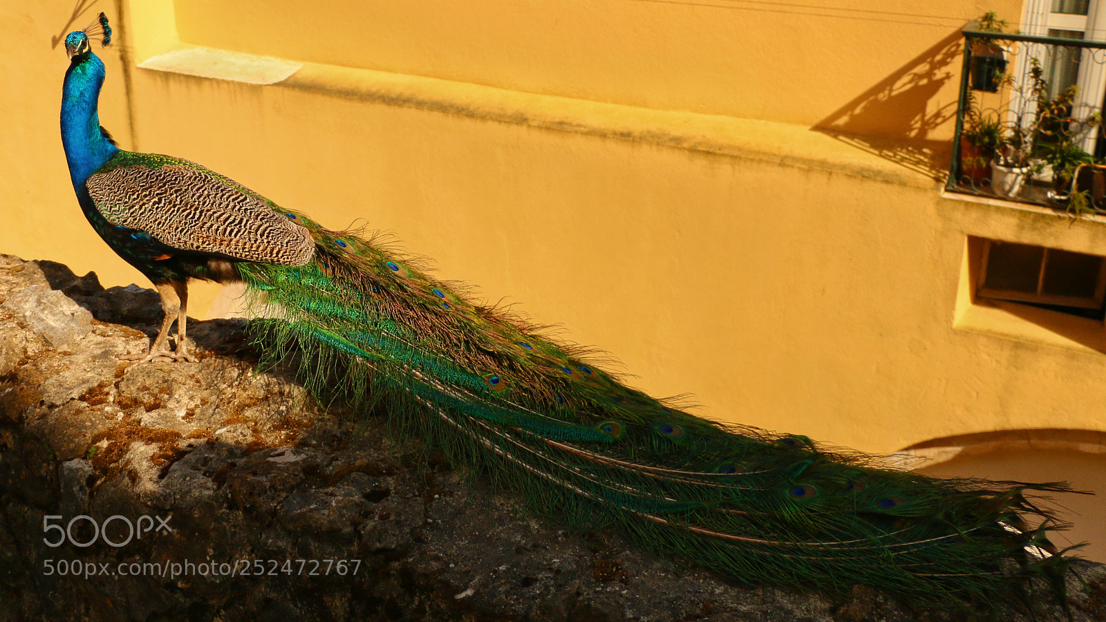 Canon EOS 70D sample photo. Peacock showing off in photography