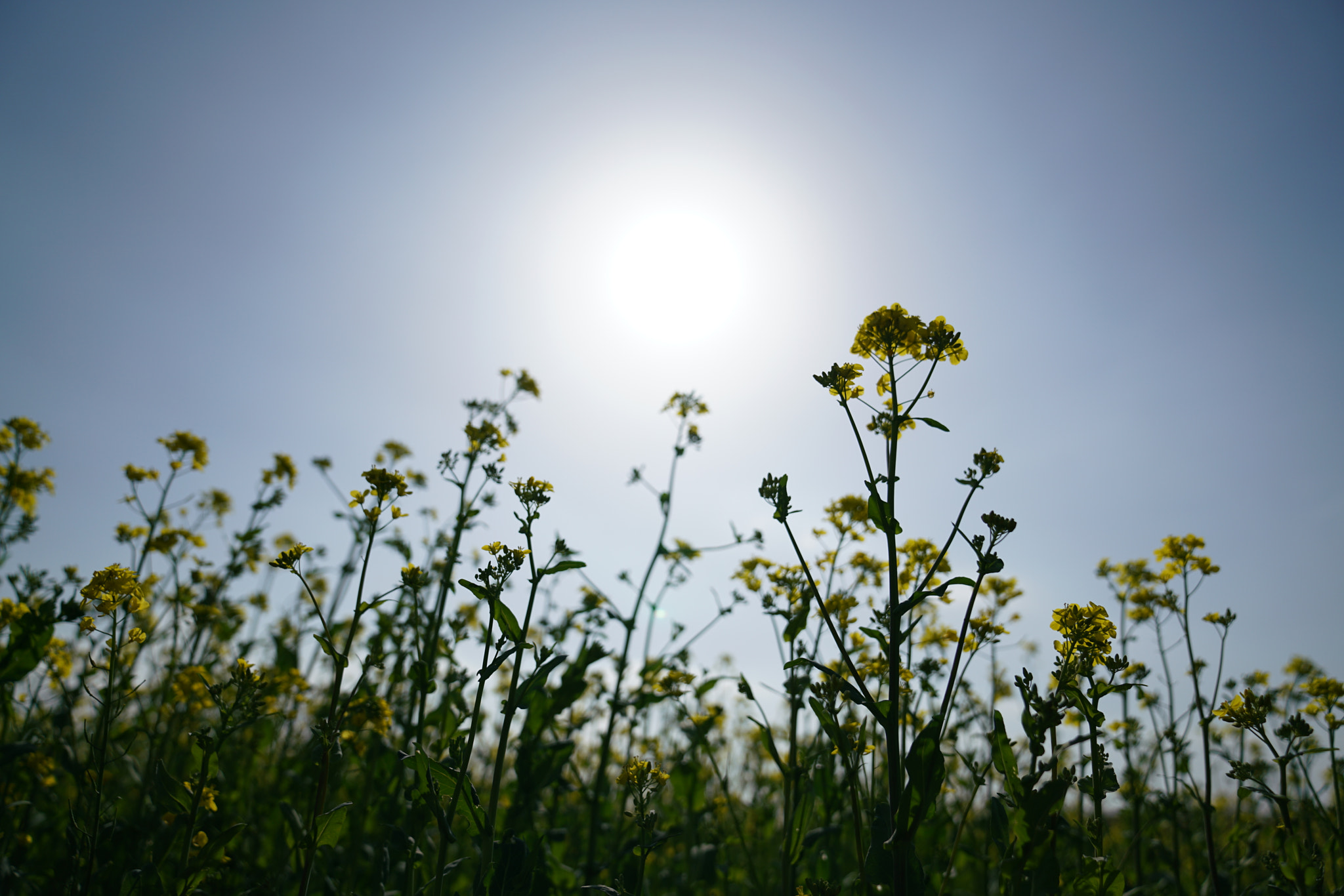 Sony a7R II + Sony FE 24-70mm F2.8 GM sample photo. 菜の花 photography