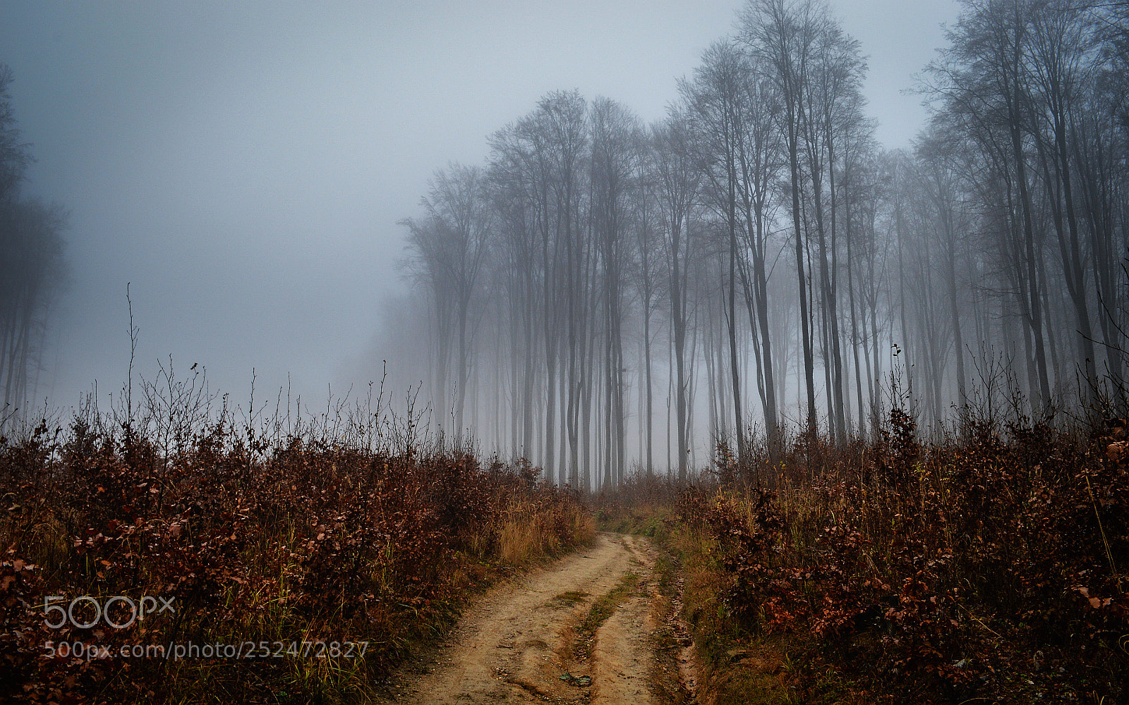 Nikon D3200 sample photo. Misty forest photography