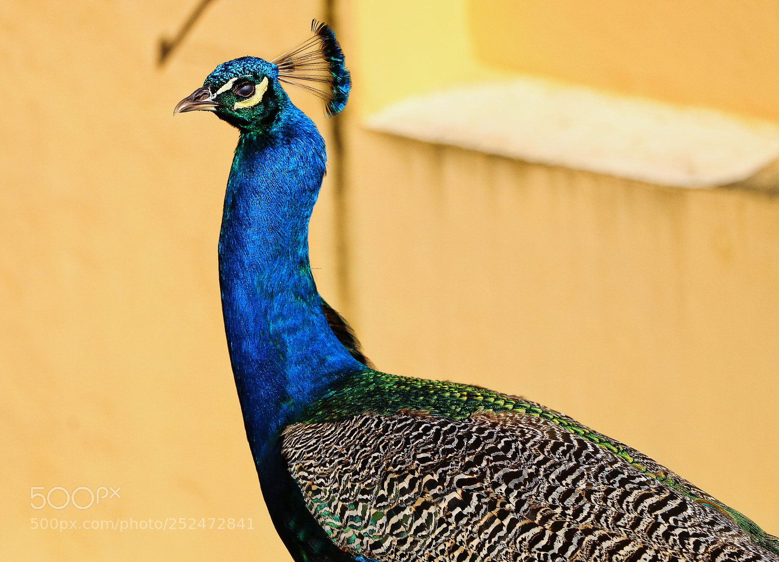 Canon EOS 70D sample photo. Close up to the photography