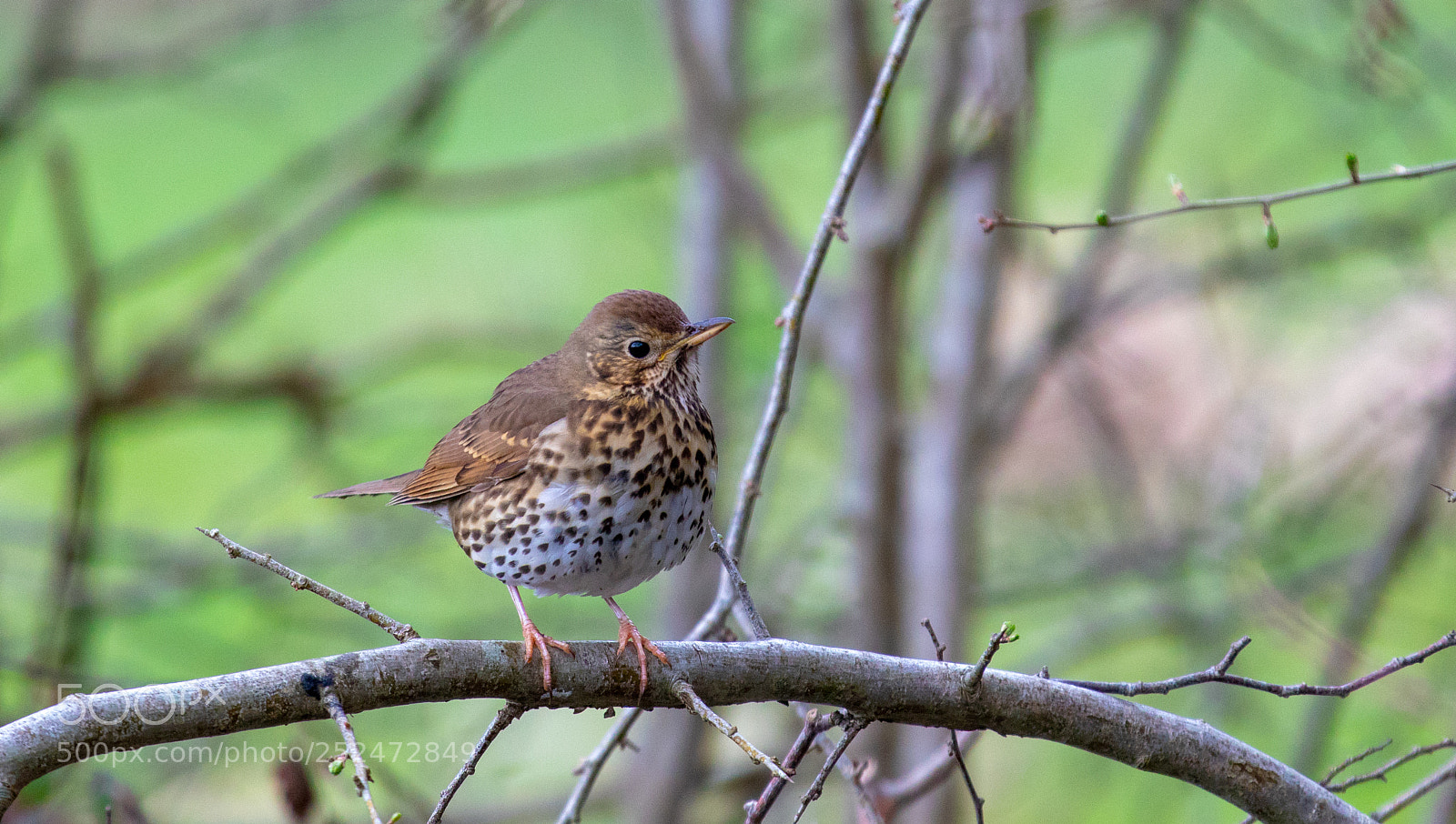 Canon EOS 5D Mark IV sample photo. Garden thrush photography