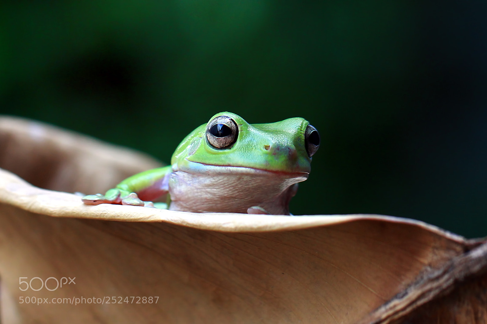 Canon EOS 60D sample photo. Tree frog photography