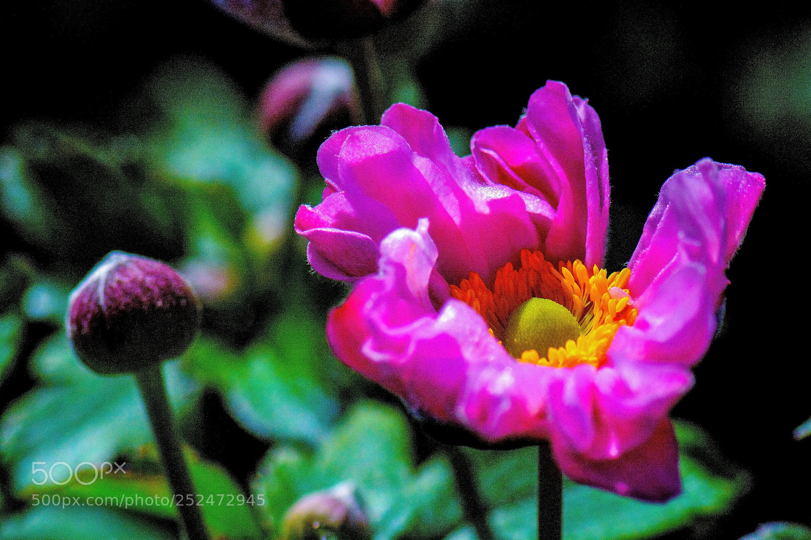 Nikon D7100 sample photo. The pink flower in photography