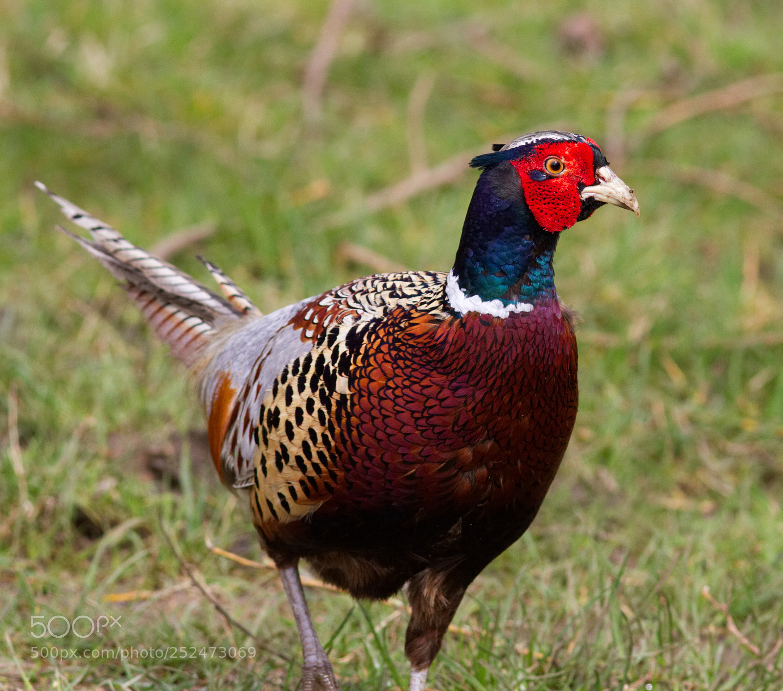 Canon EOS 7D sample photo. Cock pheasant portrait photography