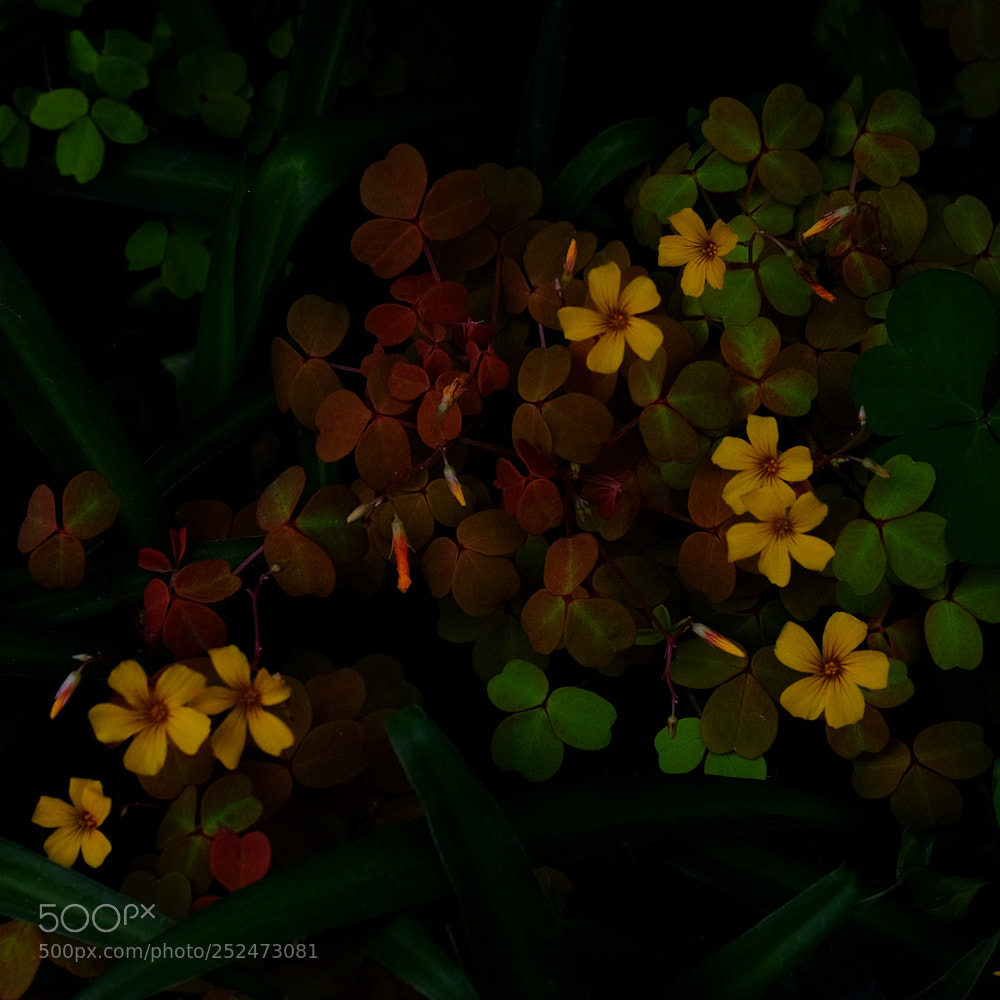 Fujifilm X-E2S sample photo. Light & colours photography