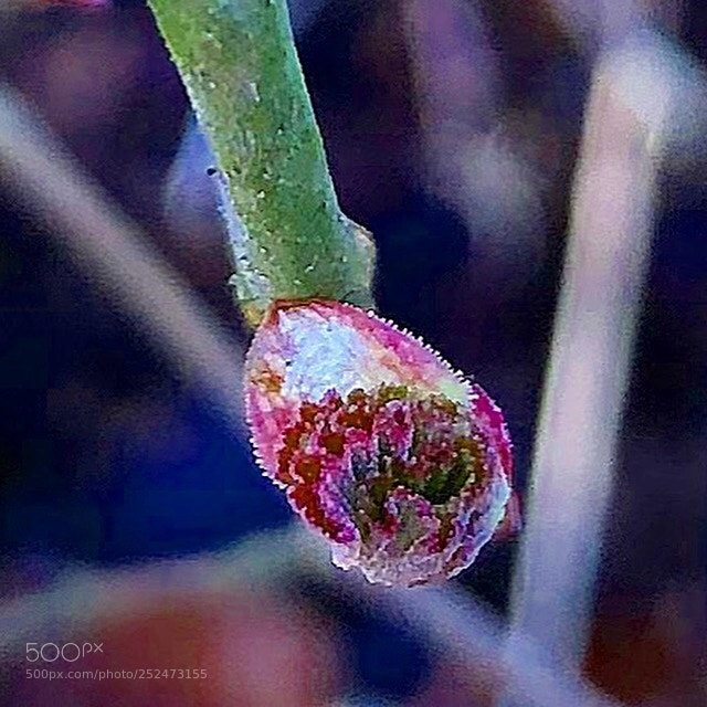 Apple iPhone 8 Plus sample photo. Signsofspring denmark photography