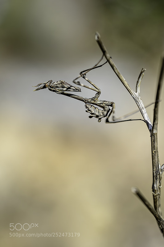 Nikon D4 sample photo. Empuse photography