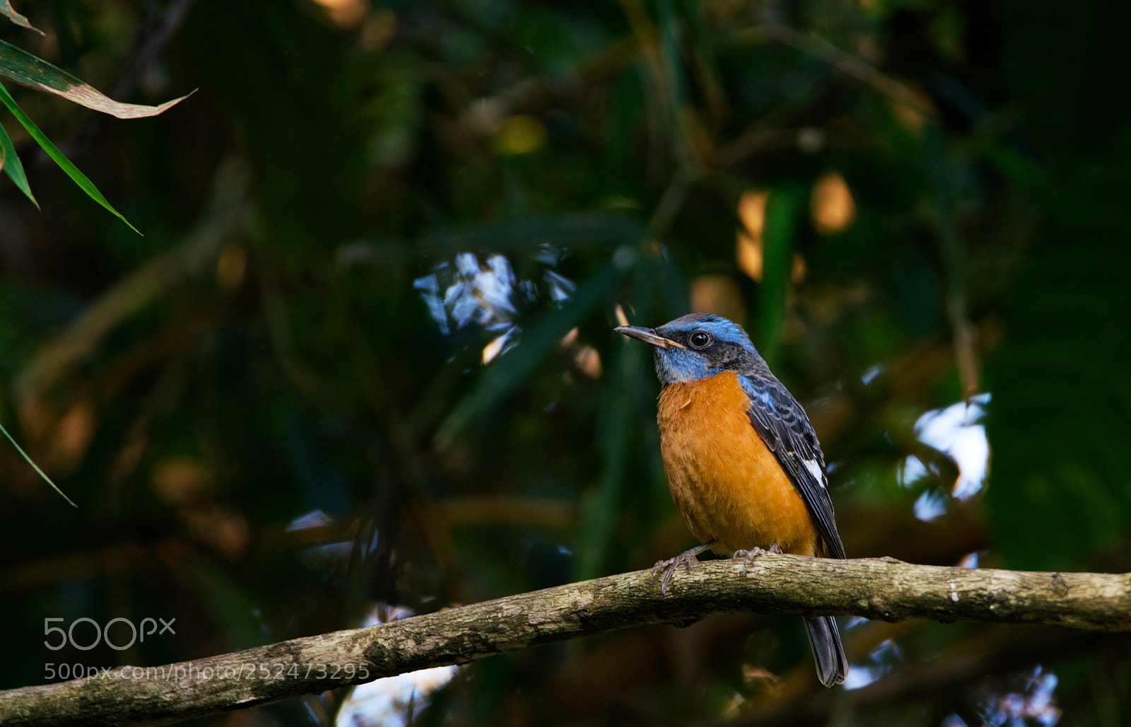 Sony a99 II sample photo. Blue-capped rock thrush photography