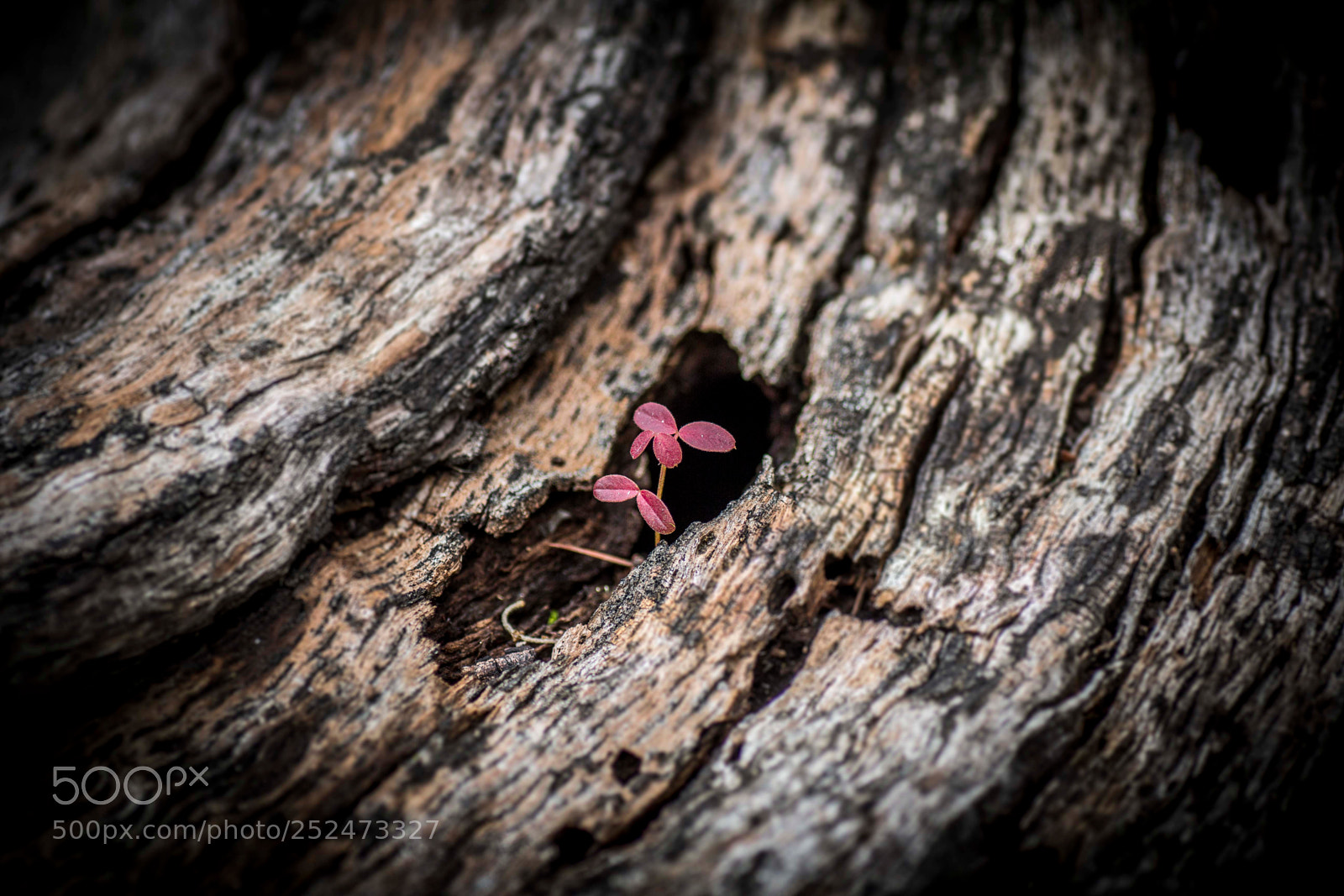 Canon EOS 60D sample photo. Little red photography
