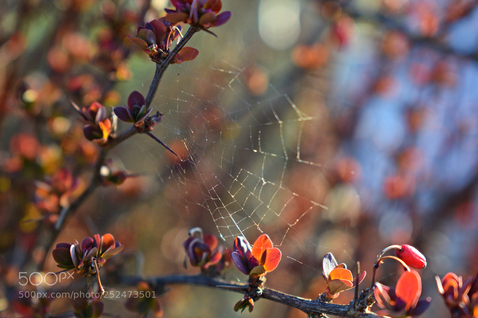 Nikon D3300 sample photo. ... photography