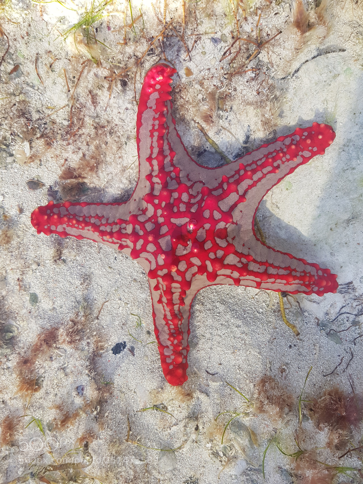 Samsung Galaxy S8 sample photo. Starfish photography