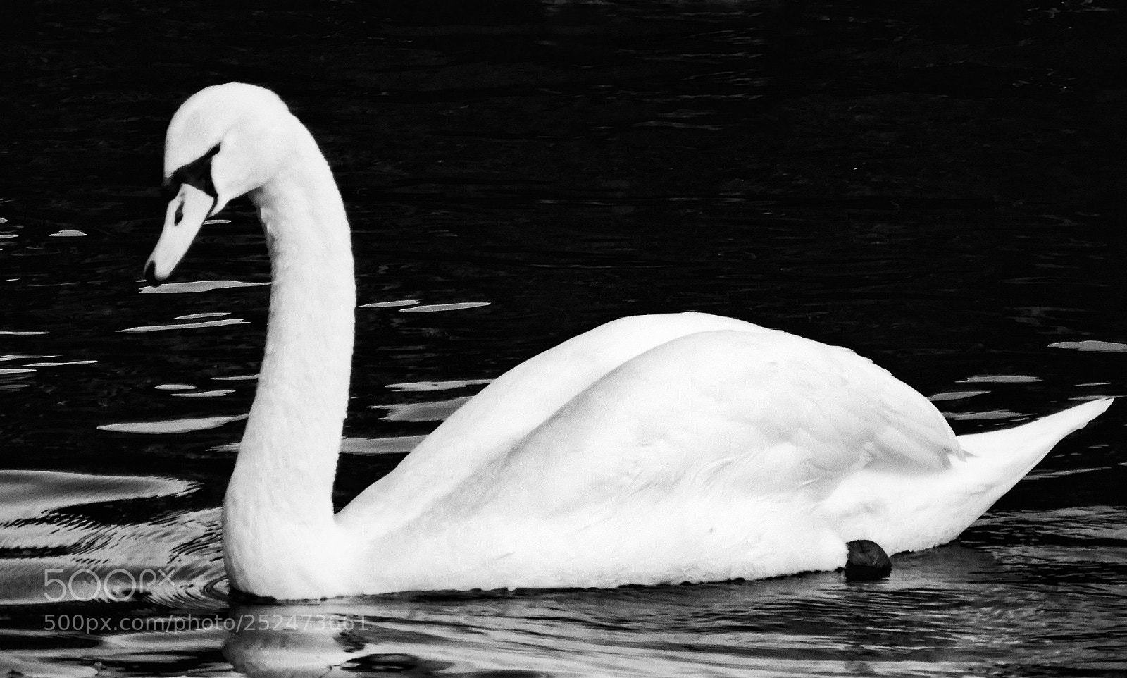 Nikon Coolpix A900 sample photo. Swan photography
