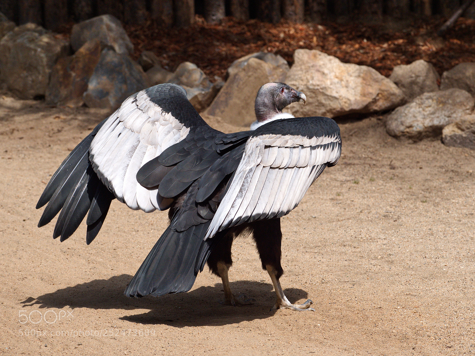 Panasonic Lumix DC-G9 sample photo. Andean condor photography