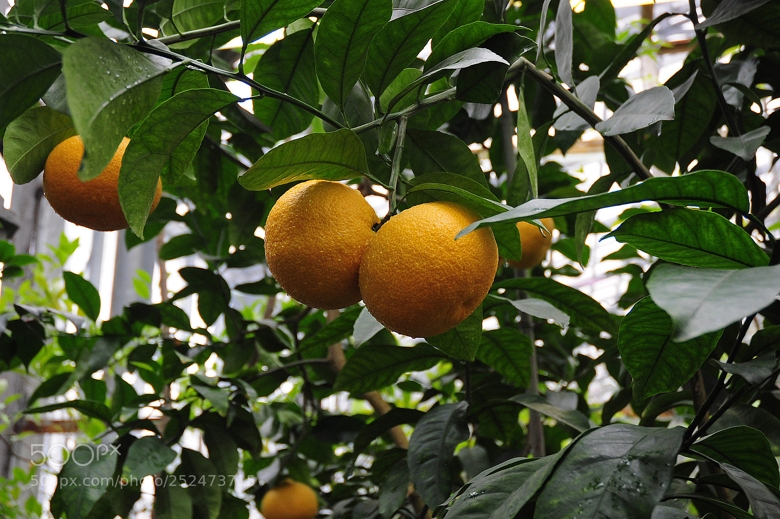 Nikon D5000 sample photo. Мандарины photography