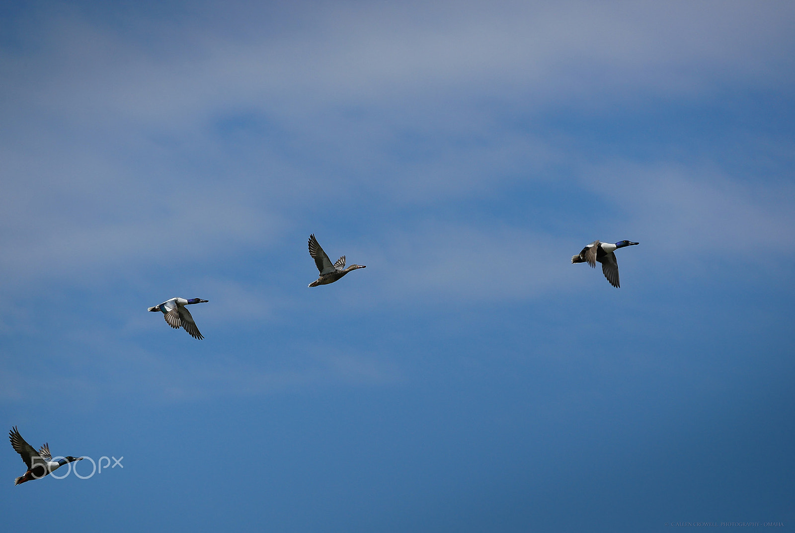 Panasonic Lumix DMC-GX85 (Lumix DMC-GX80 / Lumix DMC-GX7 Mark II) sample photo. Ducks aloft photography