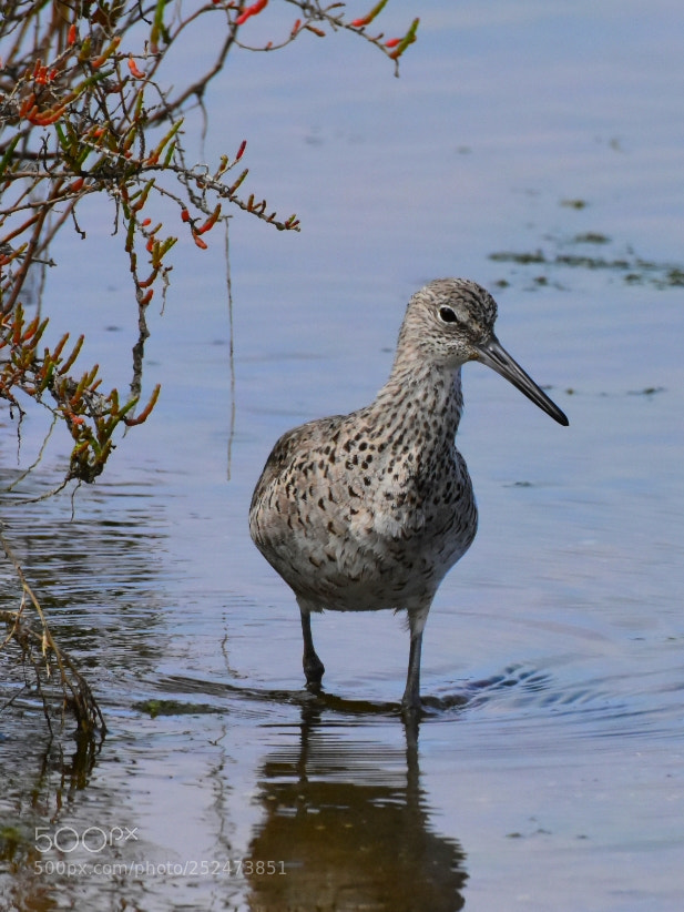 Nikon D7200 sample photo. Willet 2 - shy glance. photography