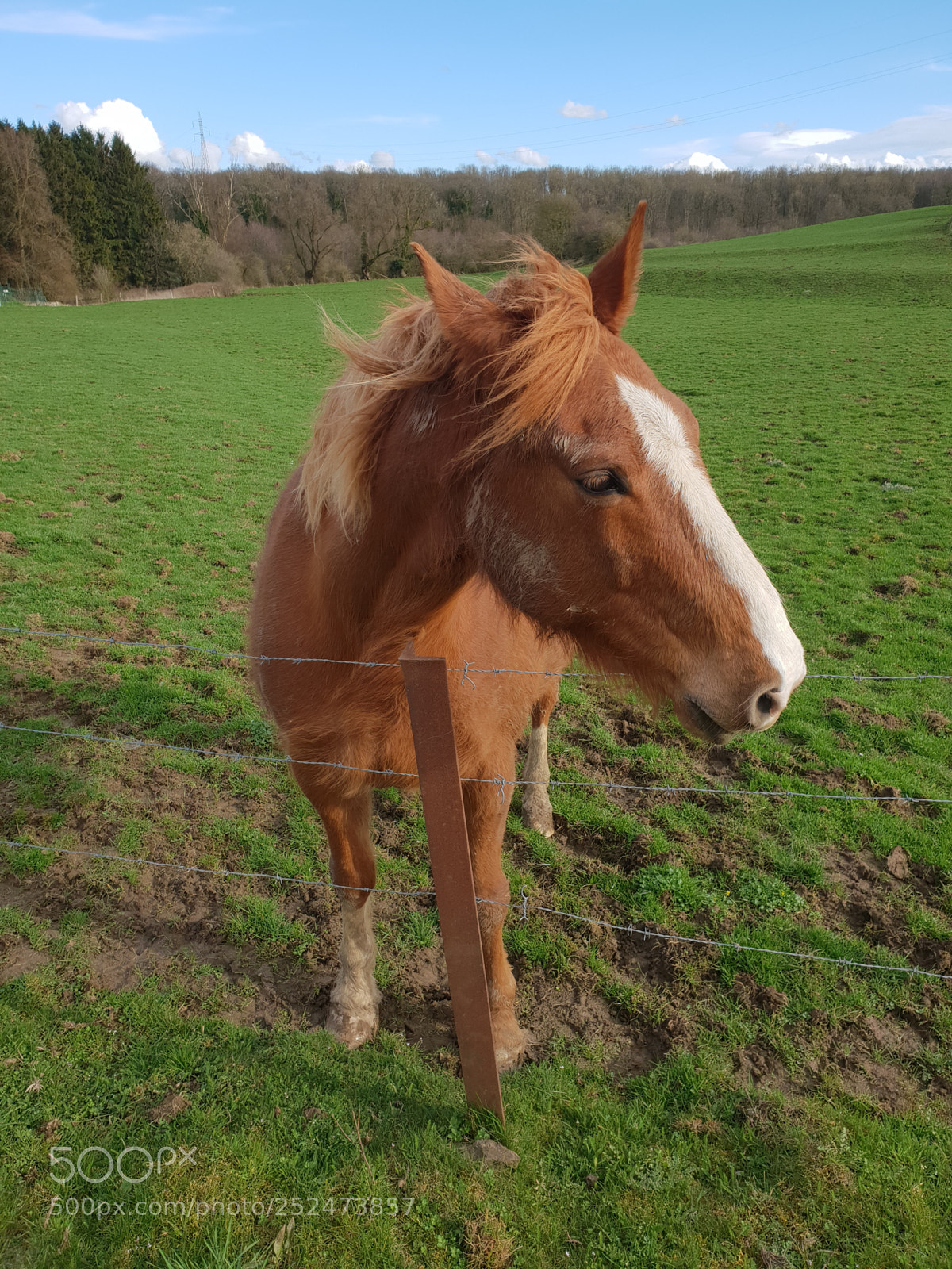 Samsung Galaxy S9+ sample photo. Horse photography