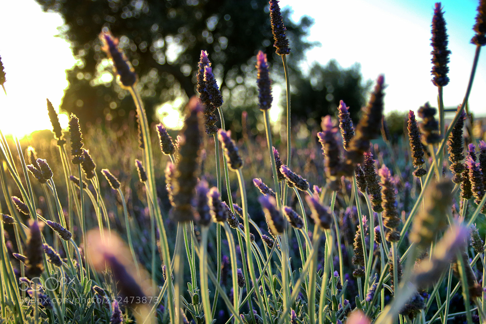 Canon EOS 80D sample photo. At the end of photography
