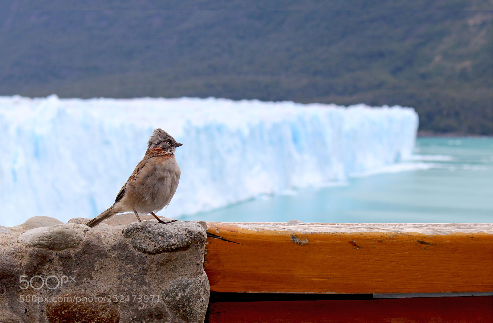 Canon EOS 700D (EOS Rebel T5i / EOS Kiss X7i) sample photo. Pajarito photography