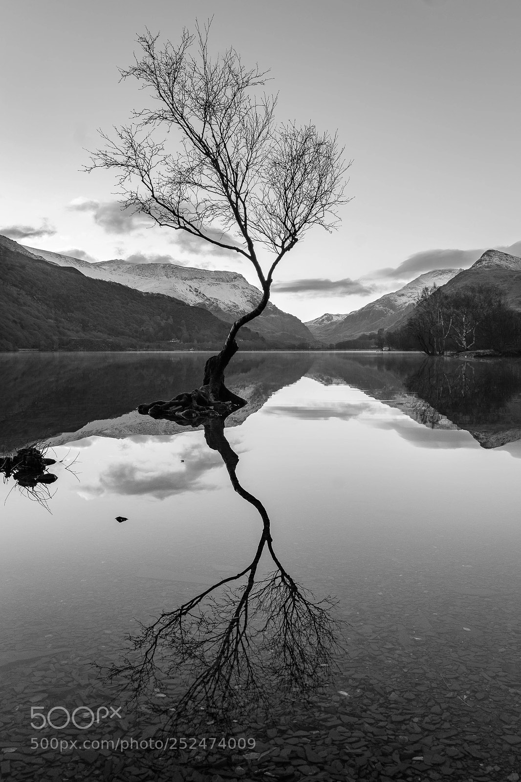 Fujifilm X-Pro2 sample photo. Lone tree bandw photography