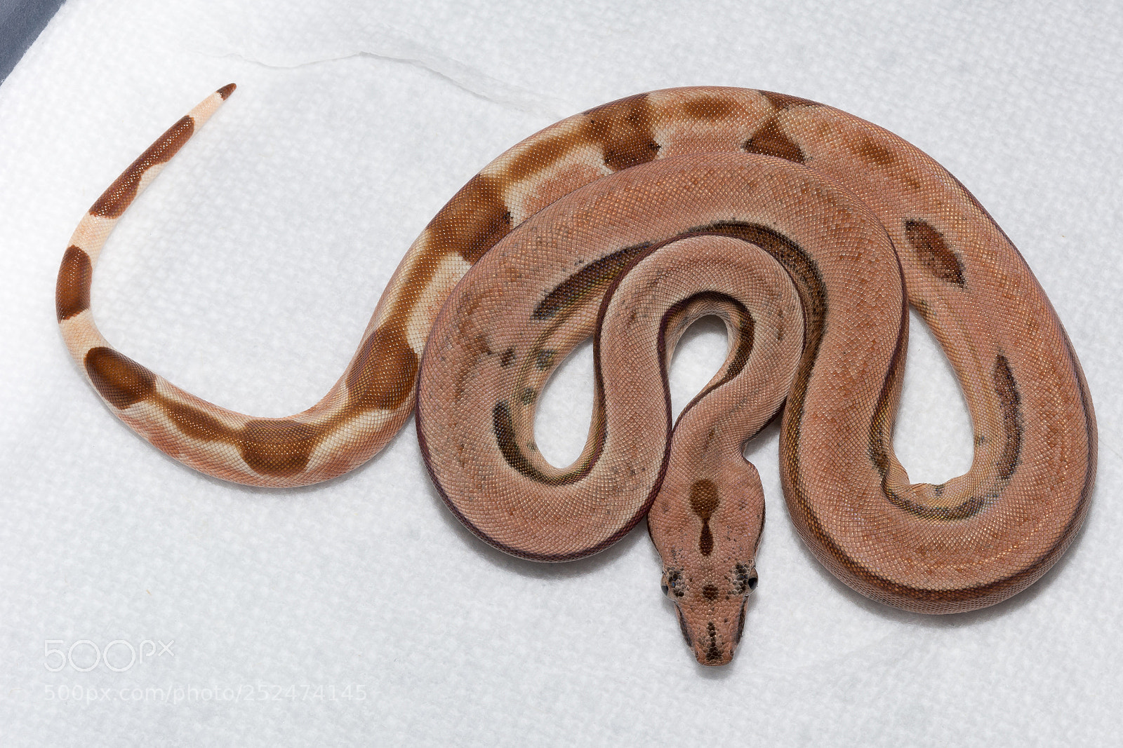 Nikon D7100 sample photo. Fresh shed photography