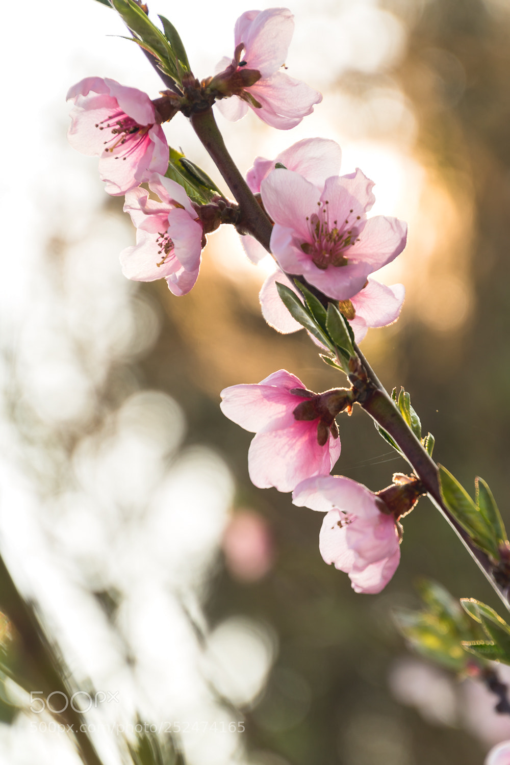 Canon EOS 750D (EOS Rebel T6i / EOS Kiss X8i) sample photo. Blossom photography