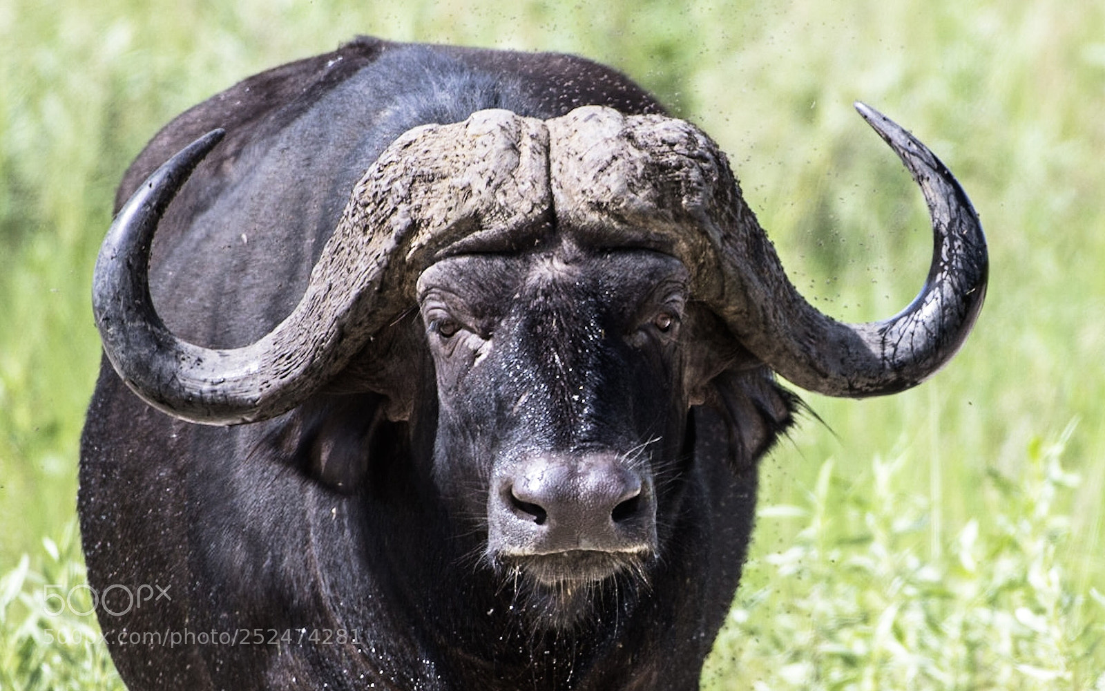 Nikon D850 sample photo. Concierge at water hole photography
