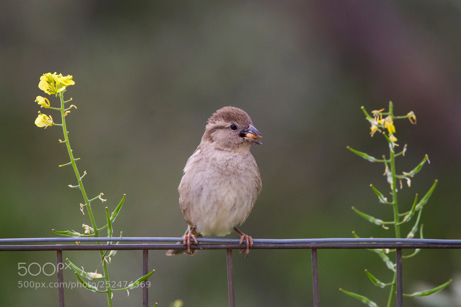 Canon EOS-1D Mark IV sample photo. The nut photography