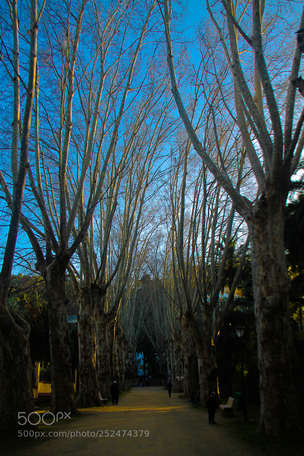 Canon EOS 1100D (EOS Rebel T3 / EOS Kiss X50) sample photo. Jardin d'essai - algeria photography