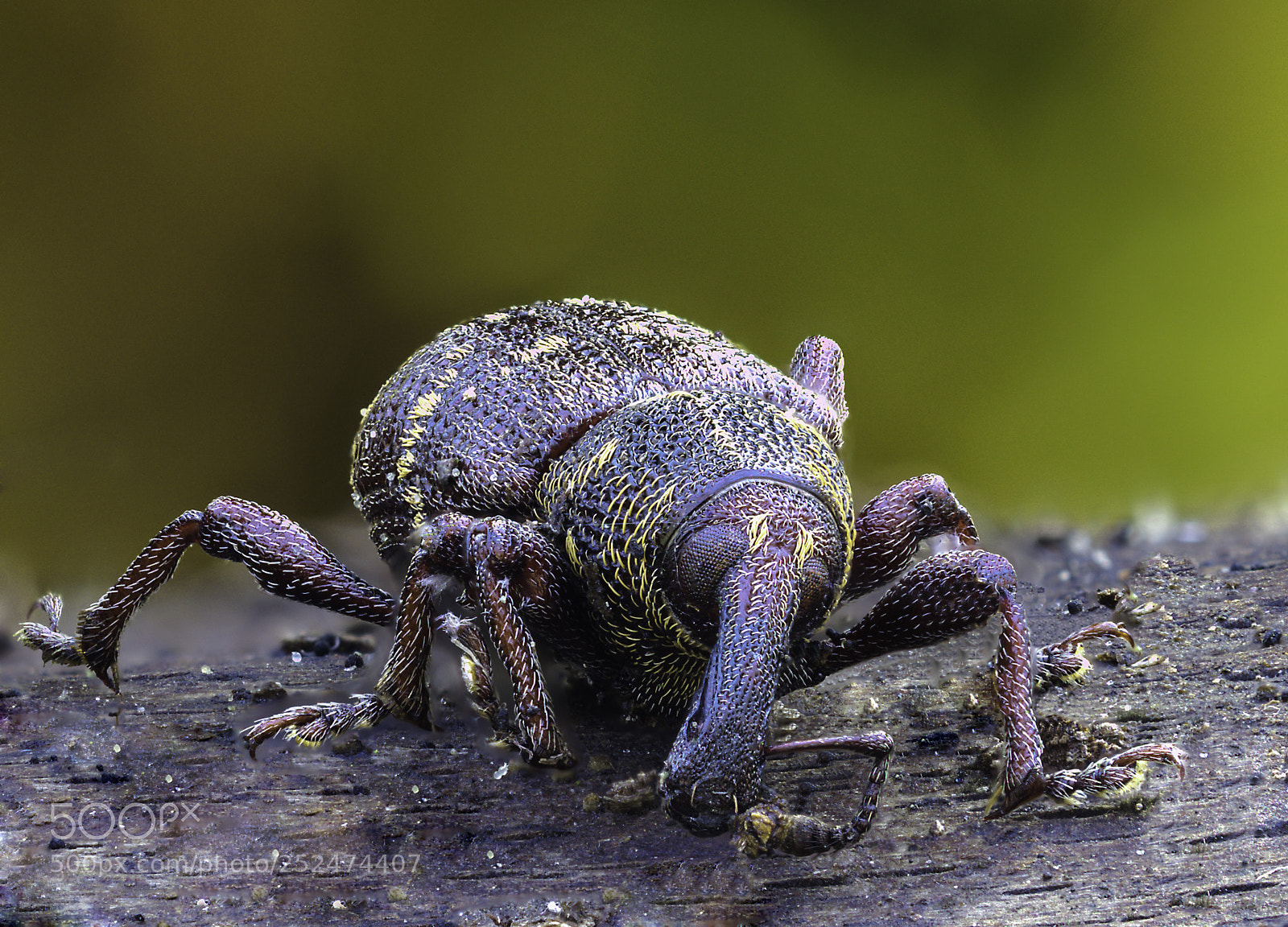 Olympus OM-D E-M1 Mark II sample photo. Curculionidae photography