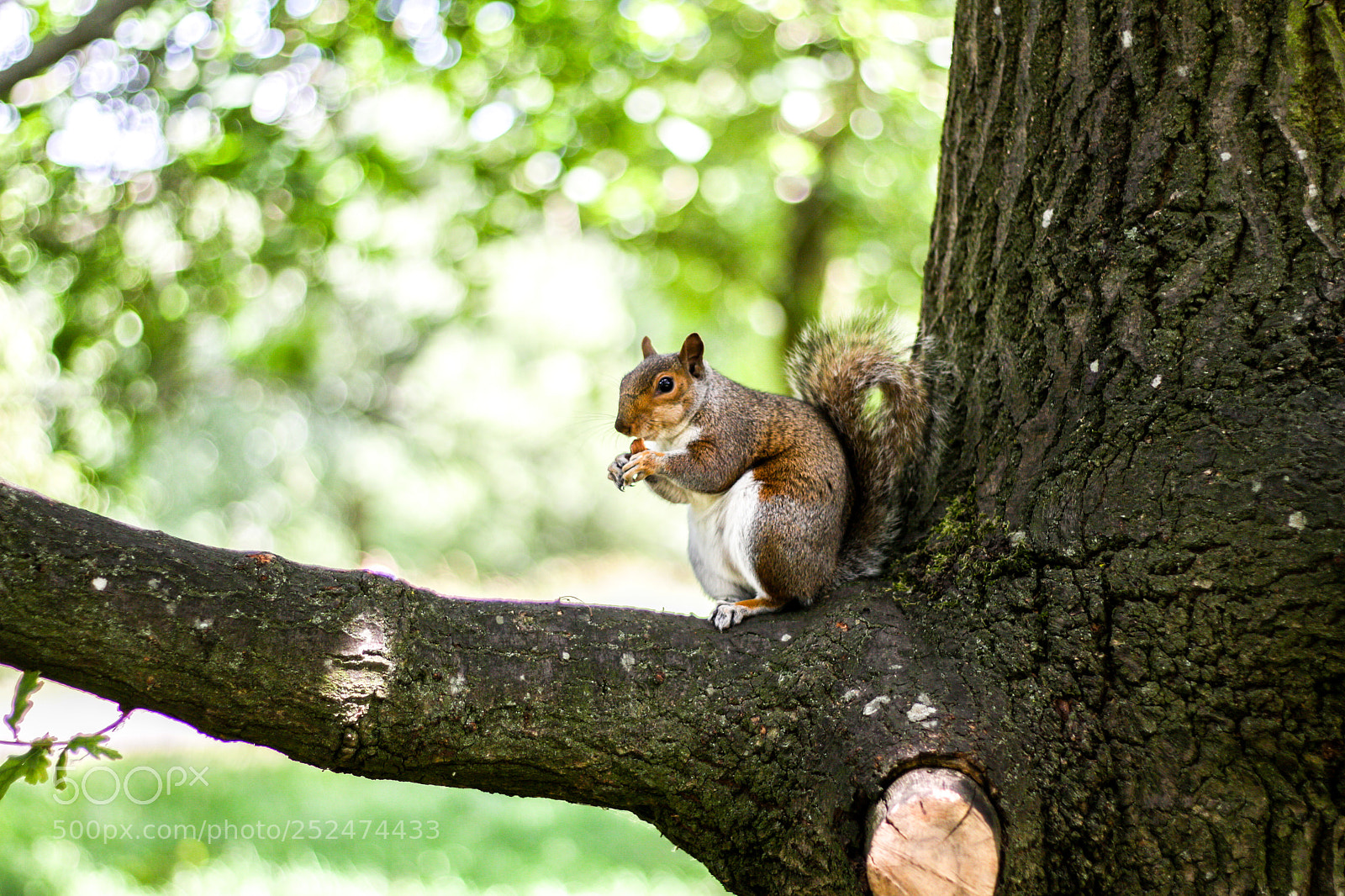 Canon EOS 700D (EOS Rebel T5i / EOS Kiss X7i) sample photo. Squirrel at st. james' photography