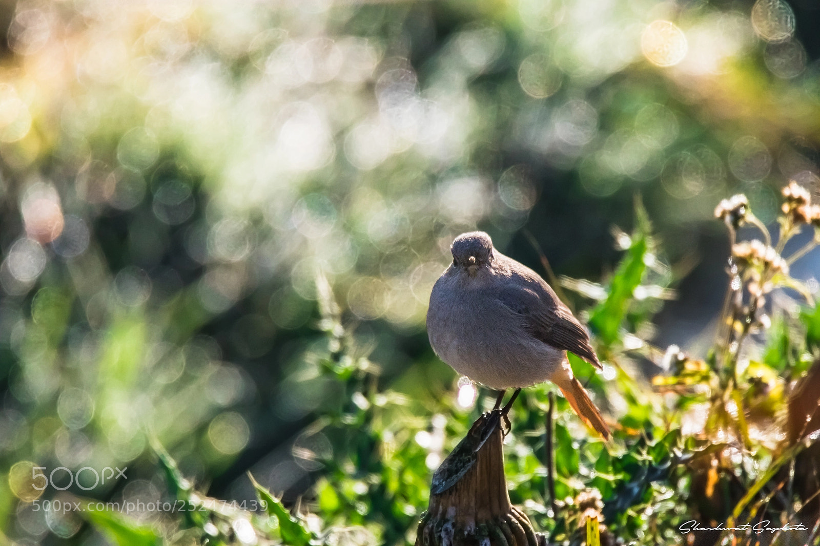 Canon EOS 7D Mark II sample photo. The small one photography