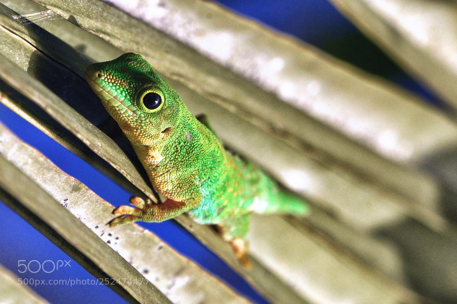 Nikon D800E sample photo. Geko photography