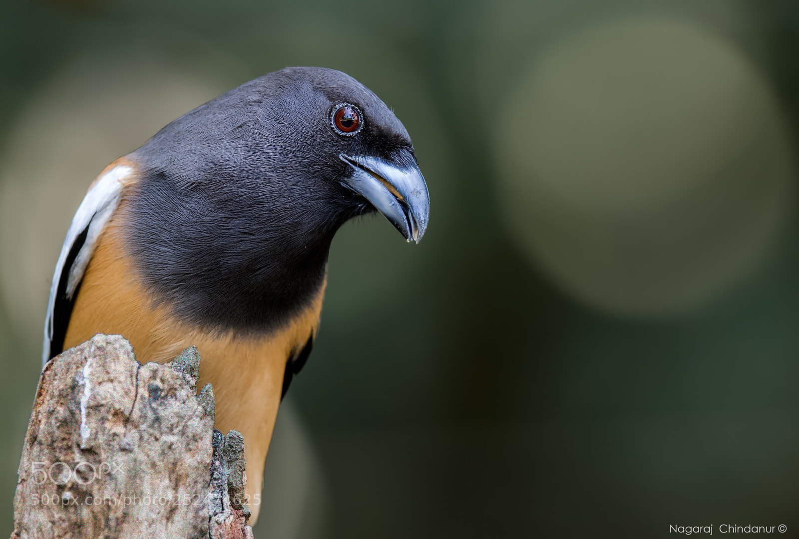 Nikon D5 sample photo. Rufous treepie photography