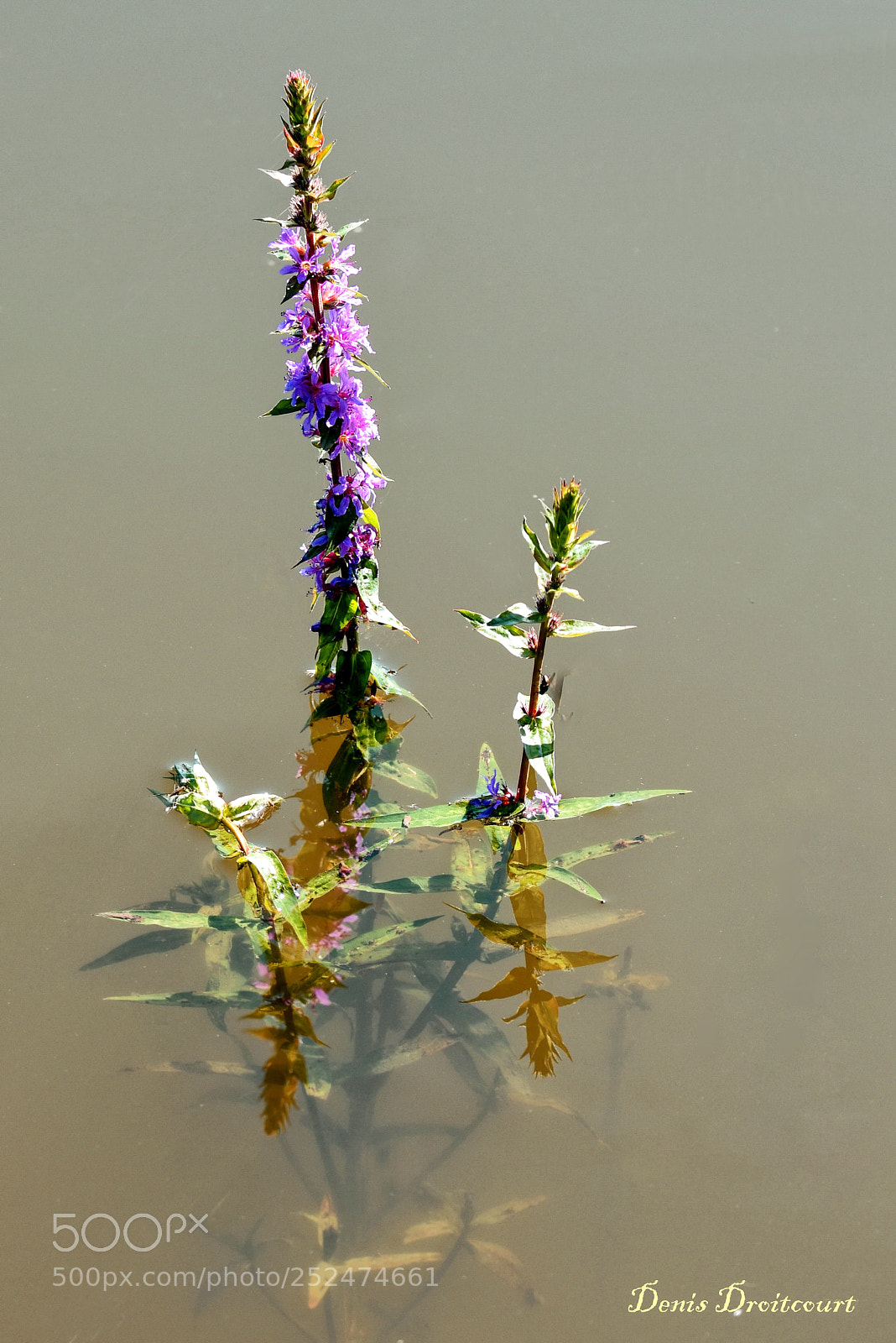 Nikon D7200 sample photo. Plante aquatique photography