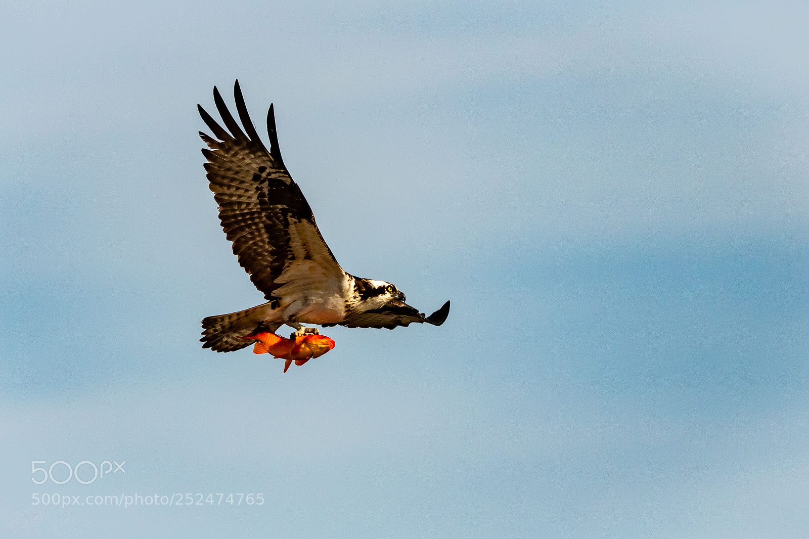 Canon EOS 7D Mark II sample photo. Gold fish snacks photography